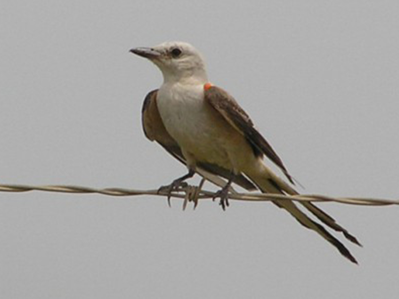 Scissortail Flycatcher