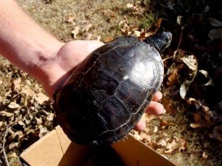 Chicken turtle