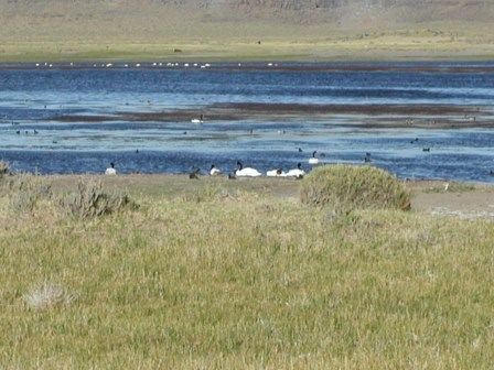 Black-necked swans