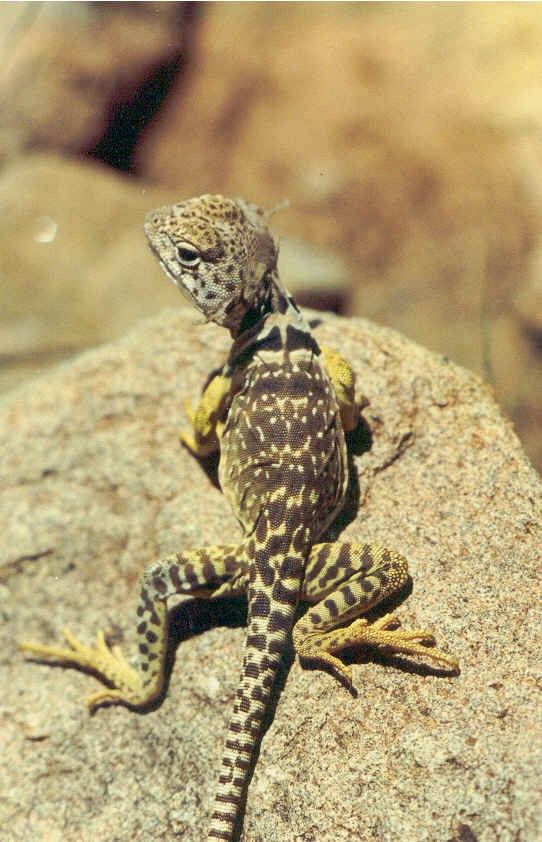 Female hatchling
