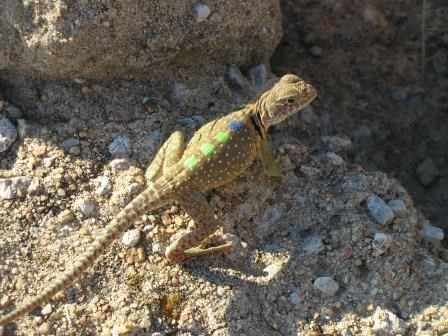 Adult male
