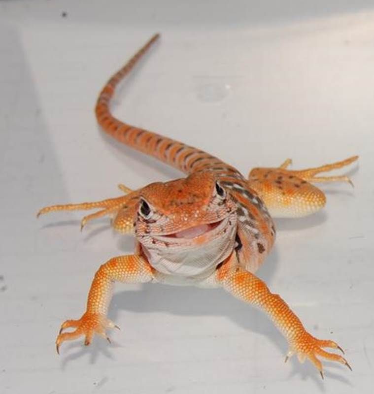 hatchling-collared-lizard-esb1