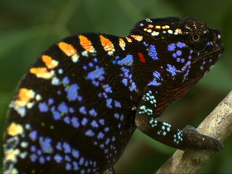 Cameleon