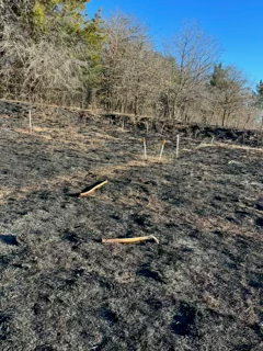 burned landscape