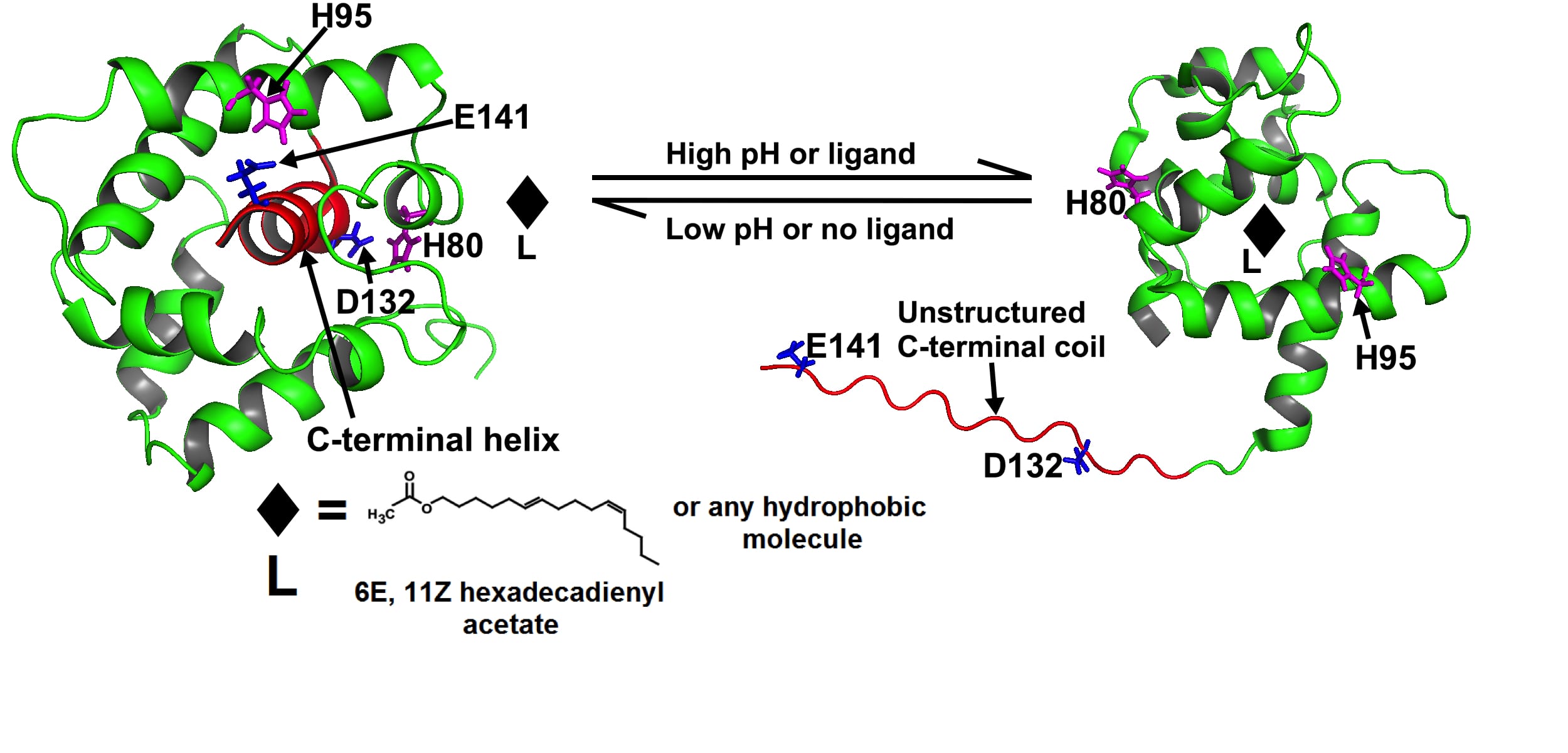  Signal Transduction diagram
