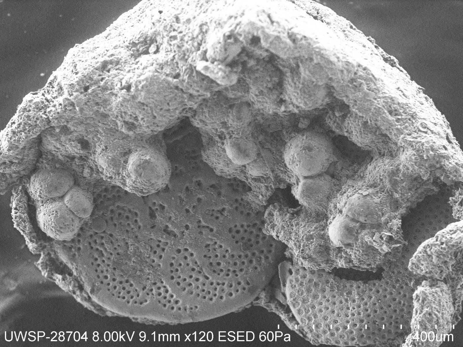 microbial life