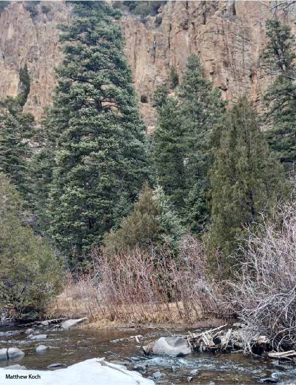 Large trees along a stream with mountains in the background in Red River Colorado.