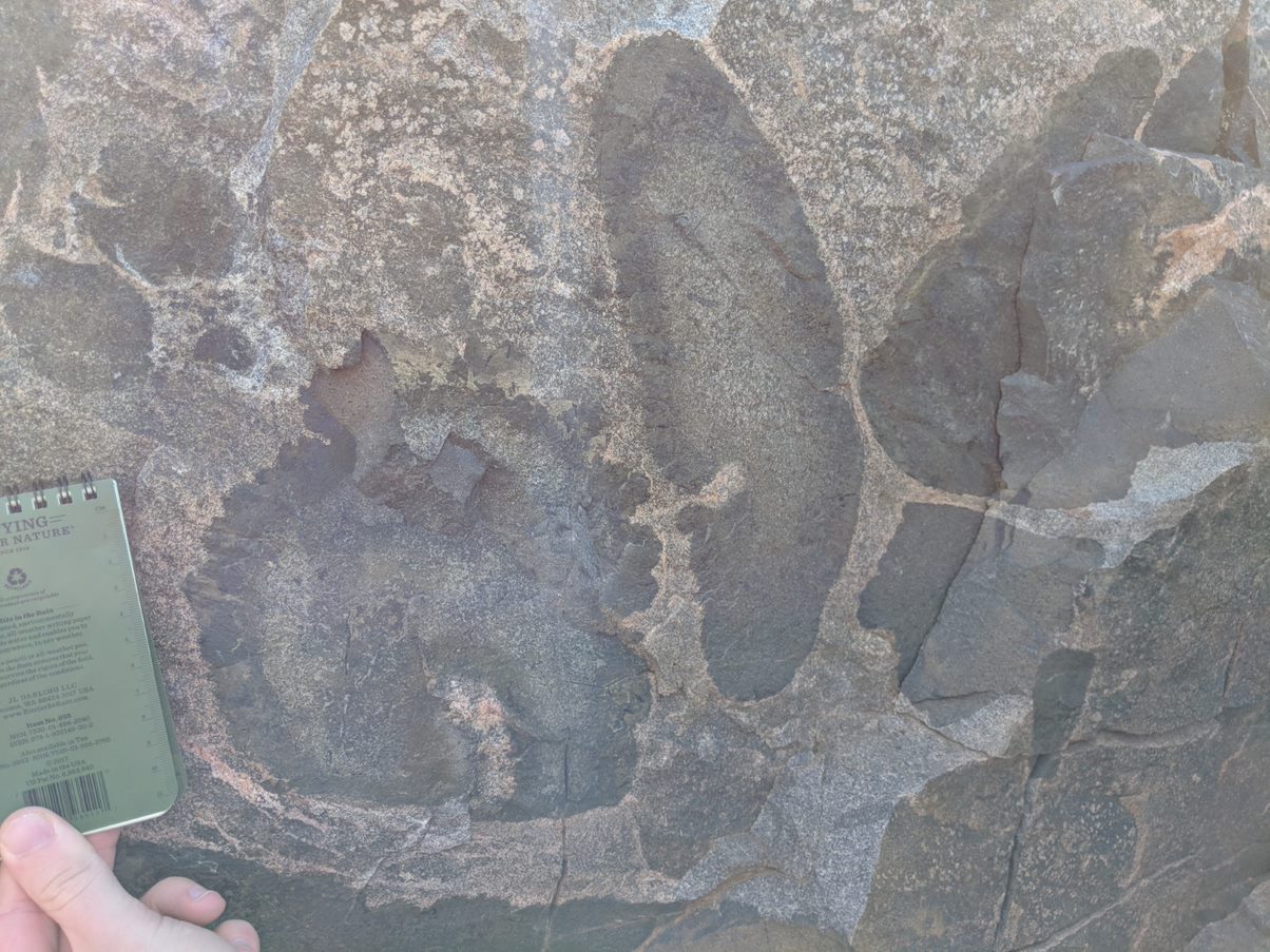 fossil in rock formation