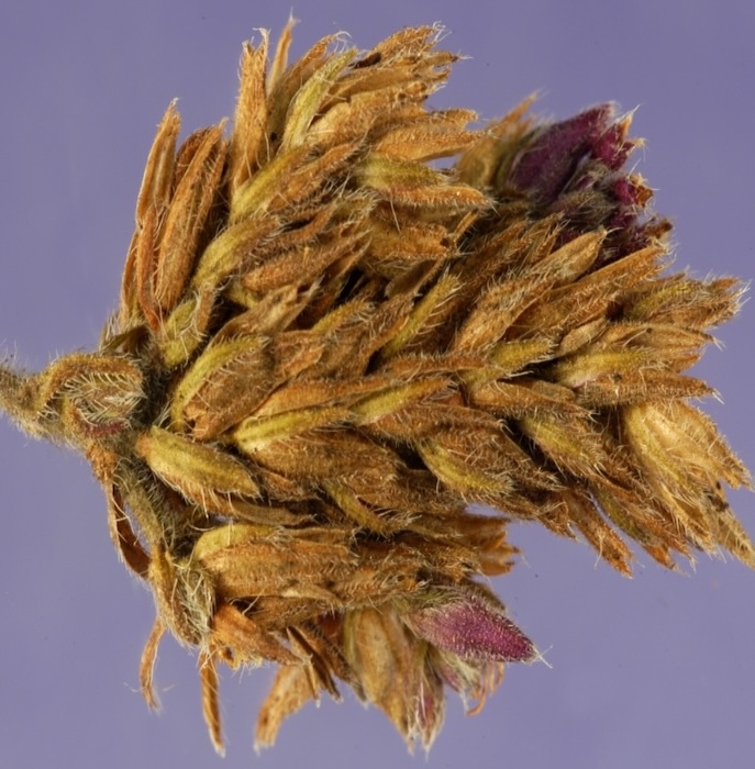 close up of a wheat seed