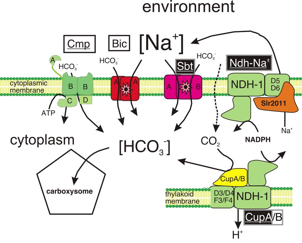 Graphic 1 for Cyanobacterial Bioenergetics