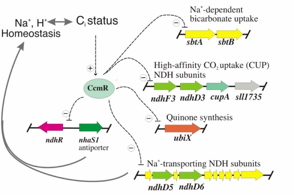 Graphc 2 for Cyanobacterial Bioenergetics