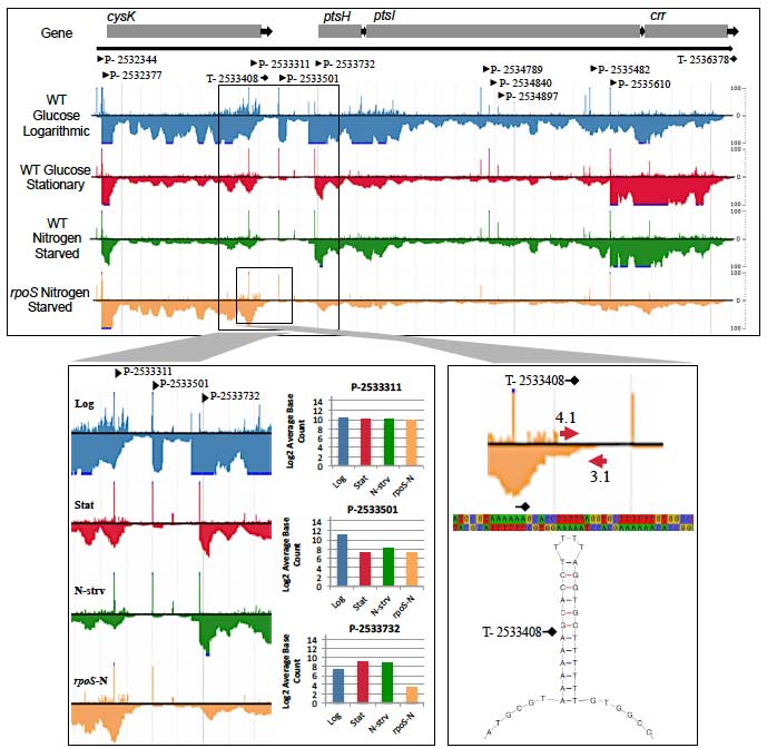 Graphic showing E. coli gene expression analysis