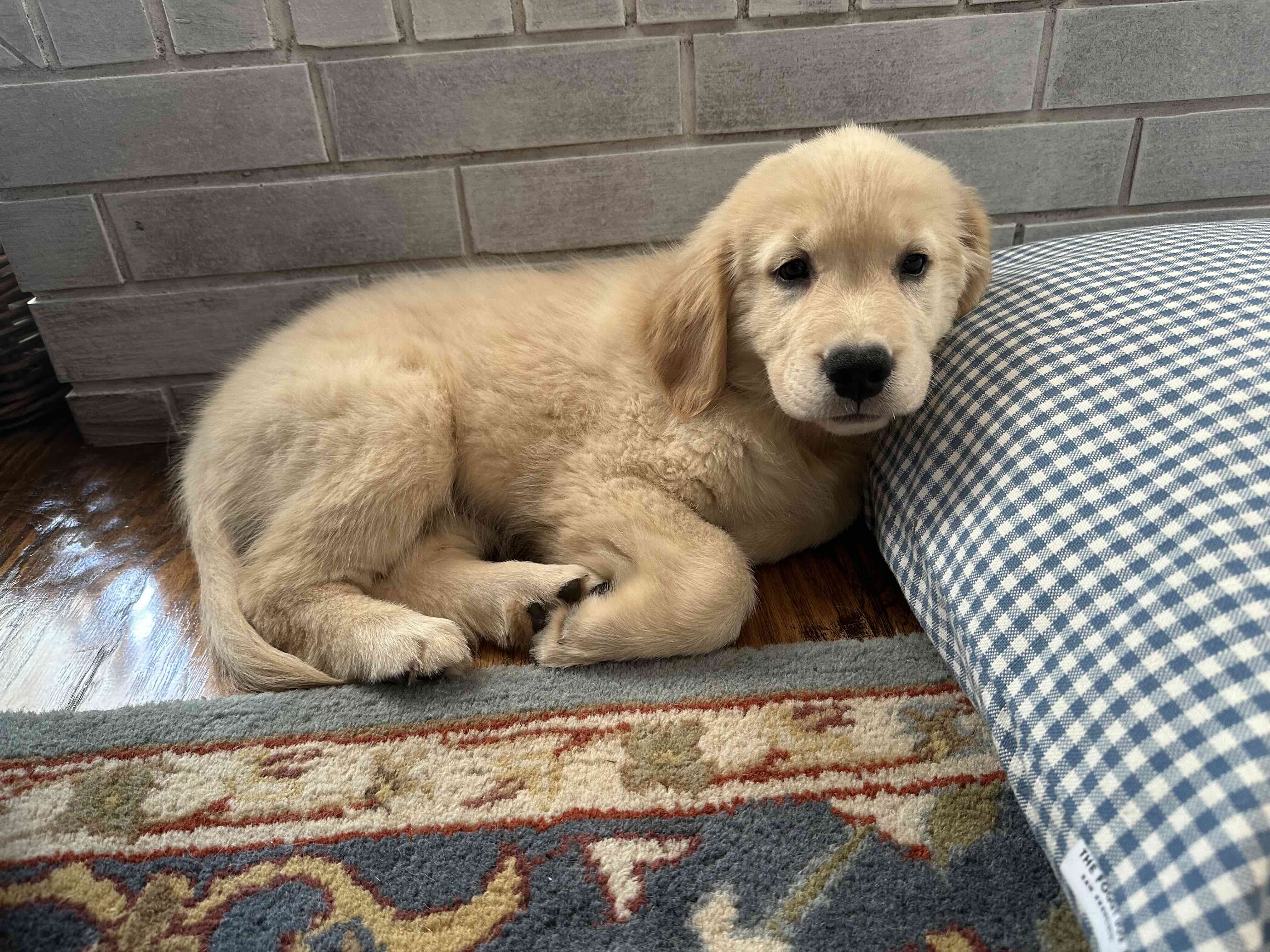 New puppy