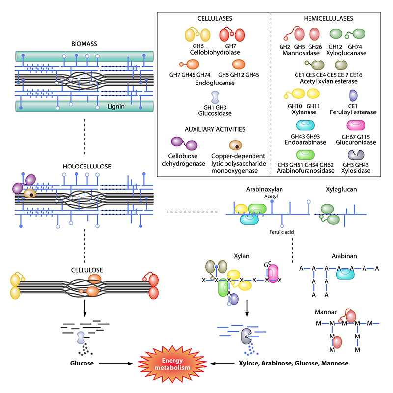 Graphic for energy metabolism process