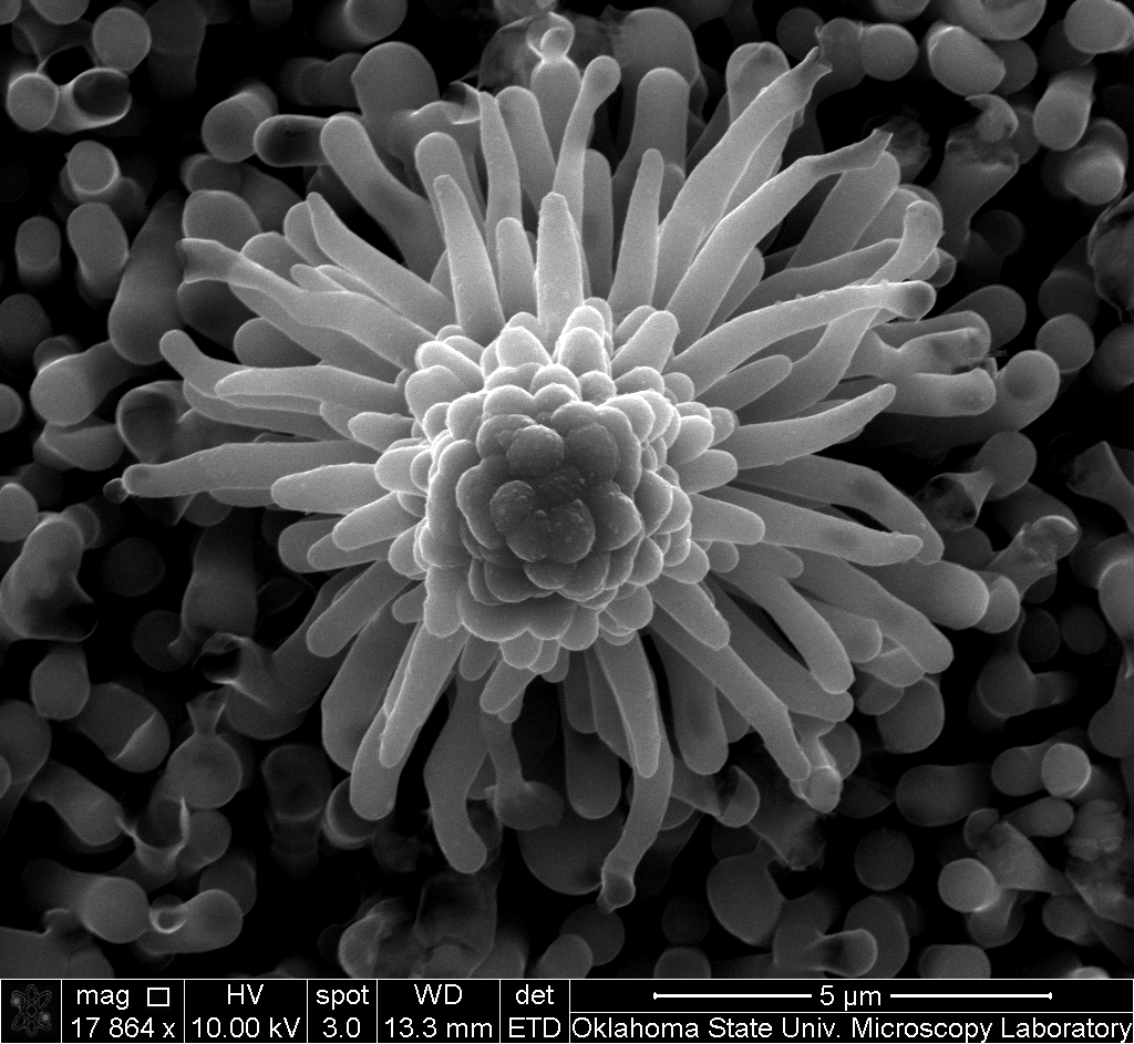 Bouquet of Nanostructures