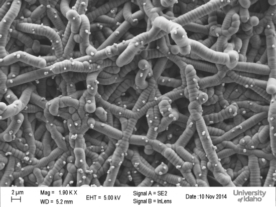 GUITAR on Nanosprings.