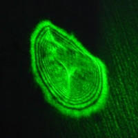 thermal lensing