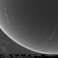 SEM of nanowire on sphere surface
