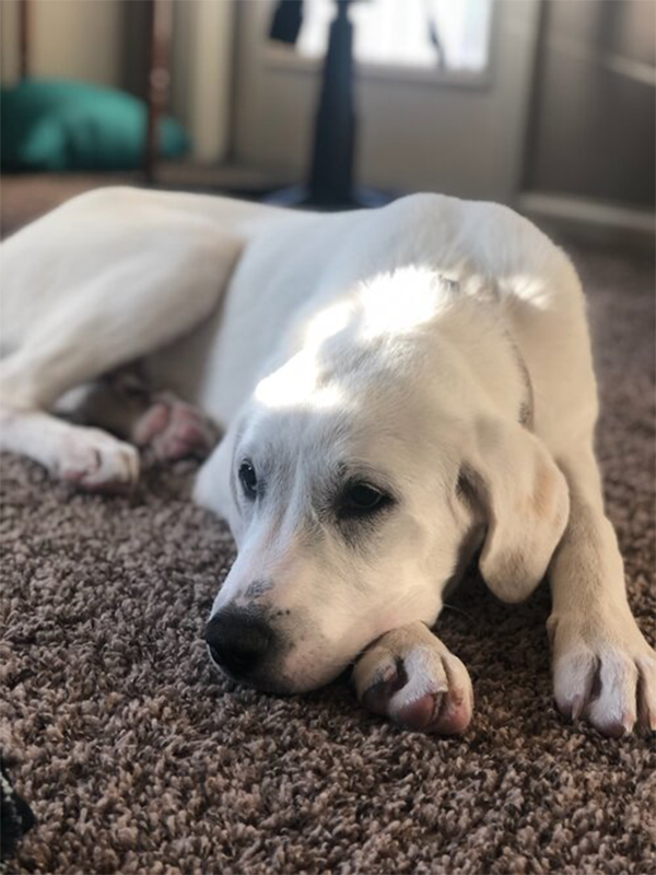 White dog