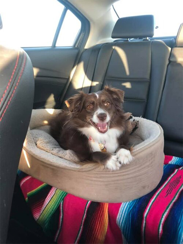 Black and White dog in a dog bed in the backseat