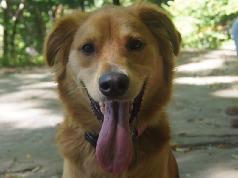 Blonde dog