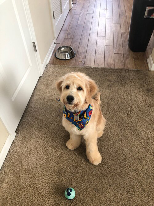 small blonde dog