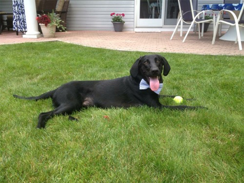 black lab dog