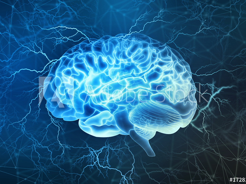 brain