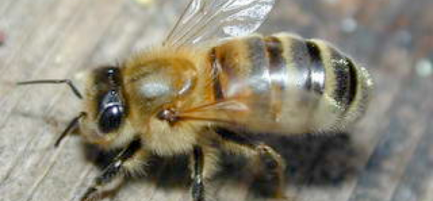 Close up of a Bee
