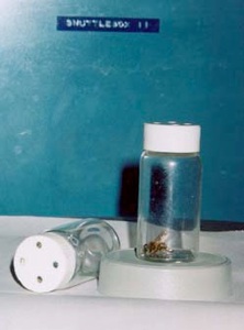Bee in a glass vial