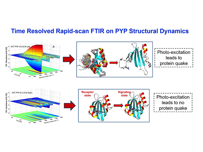 Graph_02 Time Resolved Rapid-scan FTIR on PYP Structural Dynamics Graph