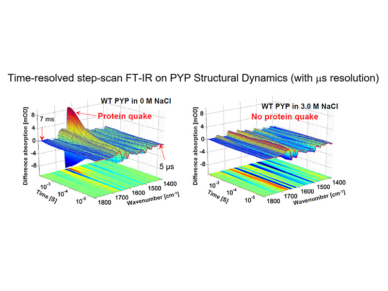Graph_03 Time-resolved step-scan FT-IR Structural Dynamics (with us resolution) Graph