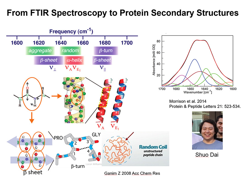 Graph_04 From FTIR Spectroscopy to Protein Secondary Strustures Graph
