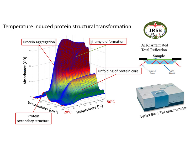 Graph showing temperature-dependent changes in protein structure.